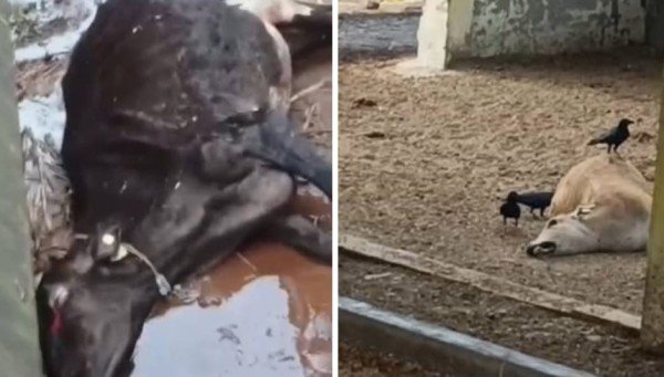 महेश जी गौशाला में खून के आसूं रो रहा एक गोवंश!