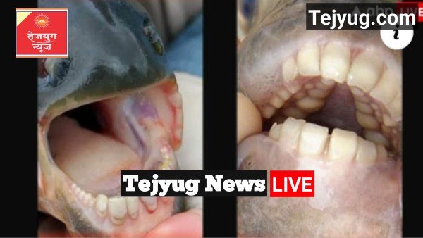 इस मछली के मुंह में होते हैं इंसानों जैसे दांत, धरती पर सिर्फ इस जगह पाई जाती है