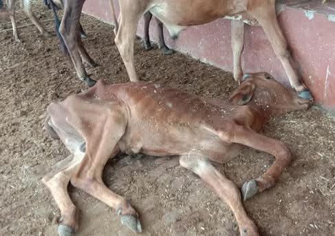 महेशजी गौमाताओं को मरने से बचा लीजिए, नहीं तो पाप लगेगा!