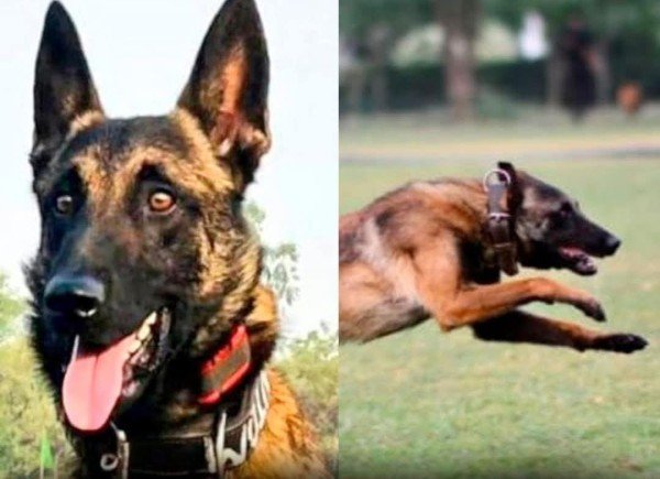 भारतीय सेना के 9 पैरा स्पेशल फोर्सेज के साथ तैनात डॉग