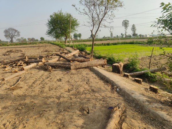 बिना परमिट बेशकीमती सागौन के 90 पेड़ो पर लकड़ी माफियाओं का चला आरा, रिपोर्ट दर्ज