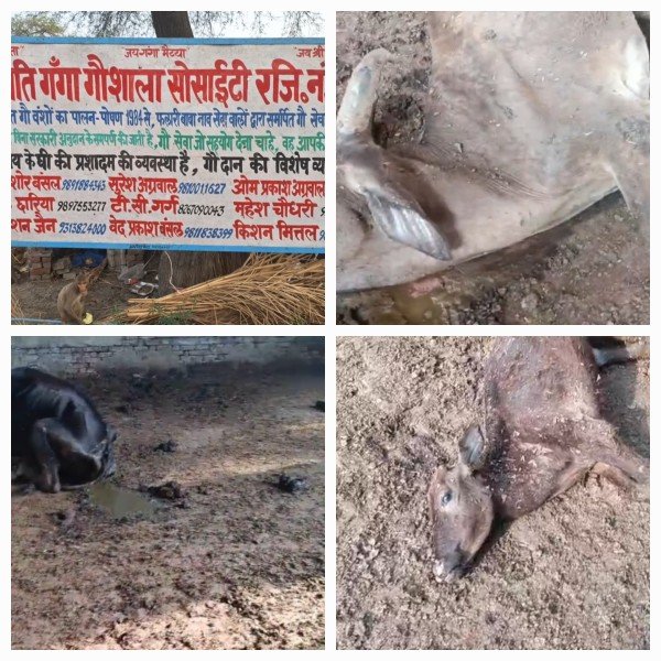 बृजघाट  में गणपति गंगा गौशाला सोसाइटी में गोवंश की दयनीय हालत