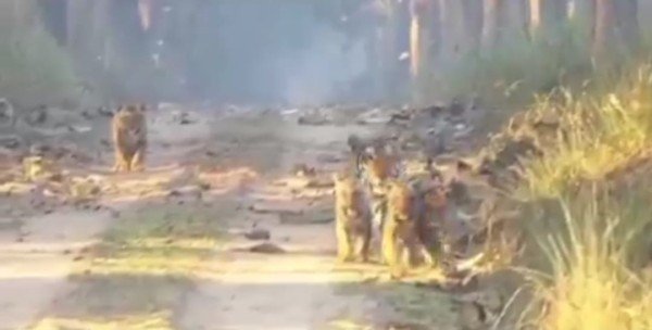 लखीमपुर  में स्थित दुधवा टाइगर रिजर्व के किशनपुर वनरेंज में 4 शावकों के साथ बाघिन का VIDEO वायरल