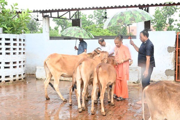 गोरखपुर   गोरखनाथ मंदिर में प्रातः भ्रमण एवम गौ सेवा करते माननीय मुख्यमंत्री जी