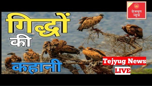 सिर्फ एक दवा ने खत्म कर दिया गिद्धों का पूरा अस्तित्व, जानें इस तबाही की कहानी