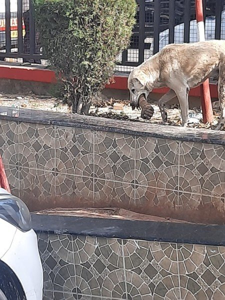 मनमानी का दस्तूर जारी- इंसानी कटे अंगो के निस्तारण मामलें में उड़ाई गई धज्जियां