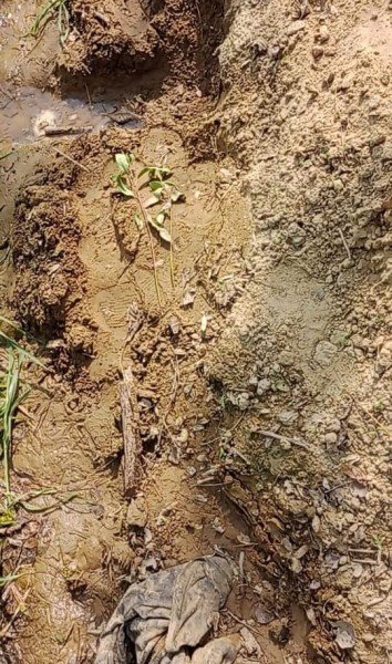 दबंग रूपी अंदाज में काट दिए चार दर्जन से भी ज्यादा सफेदा के पौधे