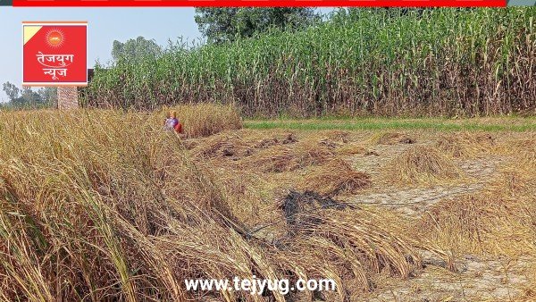 फरीदा बांगर में धान के खेत में टूटा 11 हज़ार का तार, बाल बाल बचे किसान