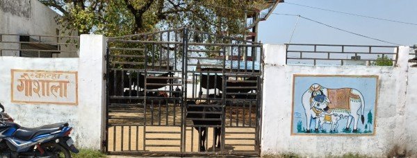 पालिका के दो कान्हा गौशाला में 62 फीसद कमीशन का हुआ खेल!