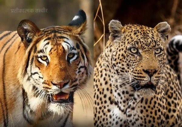 फ्लू से अब तक तीन बाघ और एक तेंदुए की संक्रमित होकर मौत