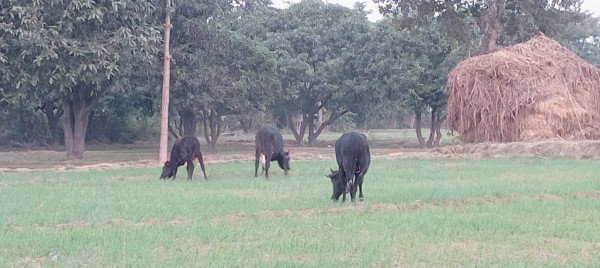 आवारा गौवंश उजाड़ रहे किसानों की फसल , किसान कर रहे कड़ाके की ठंड में खेतों की रखवाली