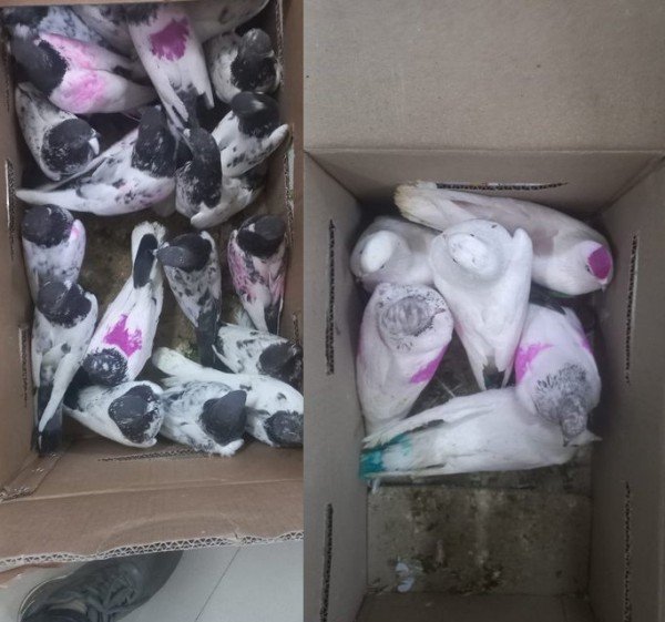 आरपीएफ टीम को फिर मिली सफलता, गोल्डन टैंपल मेल ट्रेन के दो कोच अटेंडेंट, 42 सफेद कबूतर बरामद