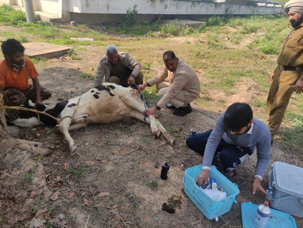 आज गौरी शंकर सेवादल गौशाला सेक्टर 45 डी चंडीगढ़ की तरफ से निष्काम भाव से गौ माता की गौशाला सेक्टर 45 की टीम ने गौ माता का   उपचार किया