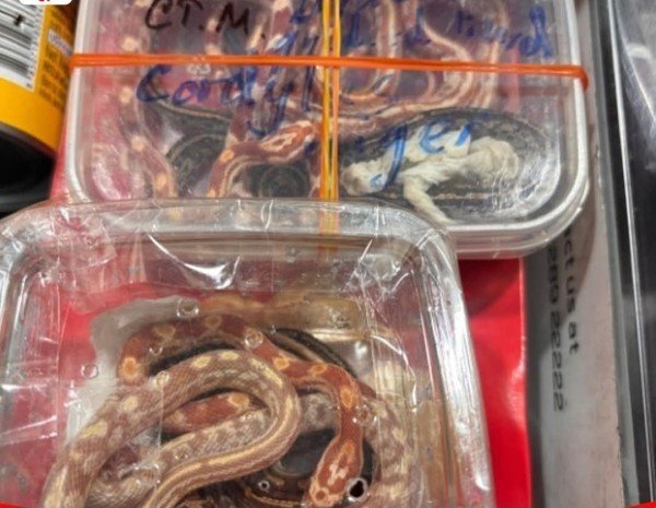 जयपुर एयरपोर्ट पर सरीसृप और कीटों की तस्करी का एक बड़ा मामला सामने आया है