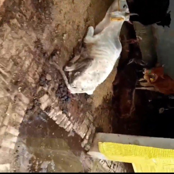 बुलंदशहर : अस्थाई गौशाला में गायों की स्थिति दयनीय।